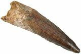 Fossil Spinosaurus Tooth - Real Dinosaur Tooth #312981-1